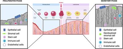 Mechanisms of endometrial aging: lessons from natural conceptions and assisted reproductive technology cycles